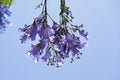 Purple flowers of the jackaranda  in the park. Tree blossom. Royalty Free Stock Photo