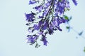 Purple flowers of the jackaranda  in the park. Tree blossom. Royalty Free Stock Photo
