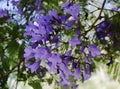 Purple flowers of the jakaranda. Acacia.