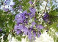 Purple flowers of the jakaranda.