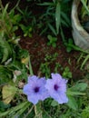 Purple flowers with joy