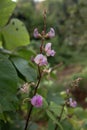 Purple flowers of the kara plant (Lablab purpureus) Royalty Free Stock Photo