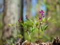 Purple flowers of Lathyrus Vernus Spring Vetchling or Spring Pea Royalty Free Stock Photo