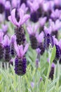 Purple flowers of Lavandula Stoechas Anouk French Lavender or Butterfly Lavender Royalty Free Stock Photo