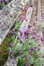 Purple flowers of lavender plants growing through a rustic wood split rail fence Royalty Free Stock Photo