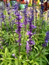 Purple flowers, Laverder flowers in the garden