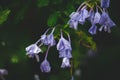 Purple Flowers