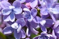 Purple flowers of a lilac bush bloom in spring, close up Royalty Free Stock Photo