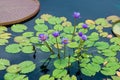 Purple Flowers and Lily Pads Royalty Free Stock Photo