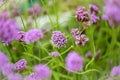 purple flowers. Limonium flowers are also known as sea-lavender,