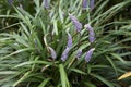 Purple flowers of Liriope muscari