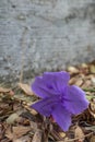 Purple flowers on a litter of leaves Royalty Free Stock Photo