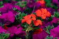 Purple flowers in loughshore park northern ireland Royalty Free Stock Photo