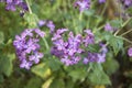 Purple flowers of Lunaria annua plant Royalty Free Stock Photo