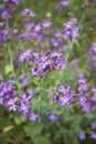 Purple flowers of Lunaria annua plant Royalty Free Stock Photo