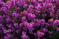 Purple flowers macro shot summer. Lovely floral background pattern