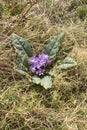 Mandragora autumnalis in bloom