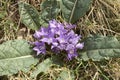 Mandragora autumnalis in bloom