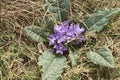 Mandragora autumnalis in bloom