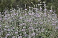 Purple flowers mat with light green velvet stalks