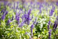 Purple flowers in meadow on beautiful bokeh background