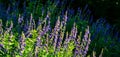 Purple flowers in meadow. Blooming fodder Eastern Galega or Galega Orientalis, in wild