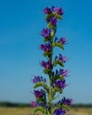 Purple flowers of meadow cornflowers on a background of blue sky