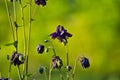 purple flowers