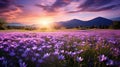 Purple Flowers In The Meadow: A Romantic Landscape At Sunset