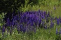 purple flowers on a meadow and sunset. blossoming field wild flowers on sunrise Royalty Free Stock Photo