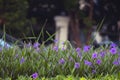 Purple flowers in the morning park