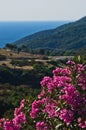 Purple flowers on morning sun by a coastal road in Sithonia Royalty Free Stock Photo