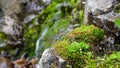 Purple flowers and moss on the rocks of waterfall. Royalty Free Stock Photo