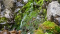 Purple flowers and moss on the rocks of waterfall. Royalty Free Stock Photo