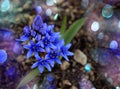 Purple flowers in the mountains, close-up Royalty Free Stock Photo