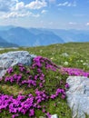 Purple flowers in the mountains on a sunny summer day. Scenic view of the Dolomites, Italy. Royalty Free Stock Photo