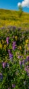 Purple Flowers of Mouse Peas on a Blurred Background of Meadow Grasses, Close-Up Royalty Free Stock Photo