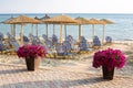 Purple flowers near wooden path to sea among umbrellas at sandy beach Royalty Free Stock Photo