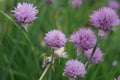 Purple flowers of onion