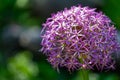 Purple flowers of onion