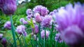 The purple flowers of an onion on a warm summer day. Depth of field. Lens blur.