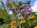 Purple flowers, orange flowers surrounded by lush green foliage