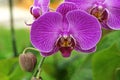 Purple Flowers Orchid Royalty Free Stock Photo