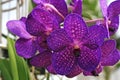 Purple Flowers Orchid Royalty Free Stock Photo