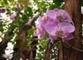 Purple flowers of orchid family