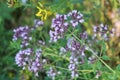 Purple flowers of origanum vulgare or common oregano, wild marjoram Royalty Free Stock Photo