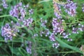 Purple flowers of origanum vulgare or common oregano, wild marjoram Royalty Free Stock Photo