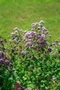 Purple flowers of origanum vulgare or common oregano, wild marjoram. Sunny day Royalty Free Stock Photo