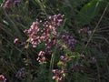 Purple flowers of origanum vulgare or common oregano, wild marjoram. Sunny day Royalty Free Stock Photo