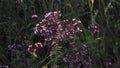 Purple flowers of origanum vulgare or common oregano, wild marjoram. Sunny day Royalty Free Stock Photo